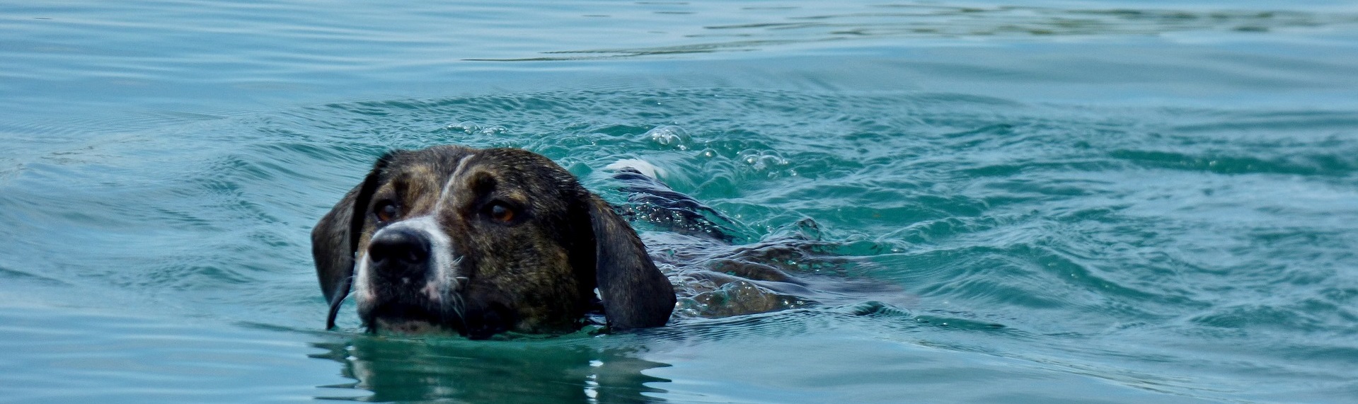 Hund-schwimmt-im-See