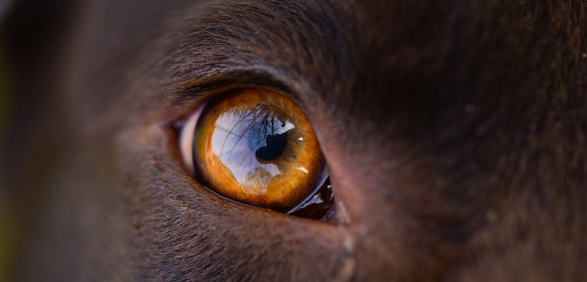 Auge eines Hundes