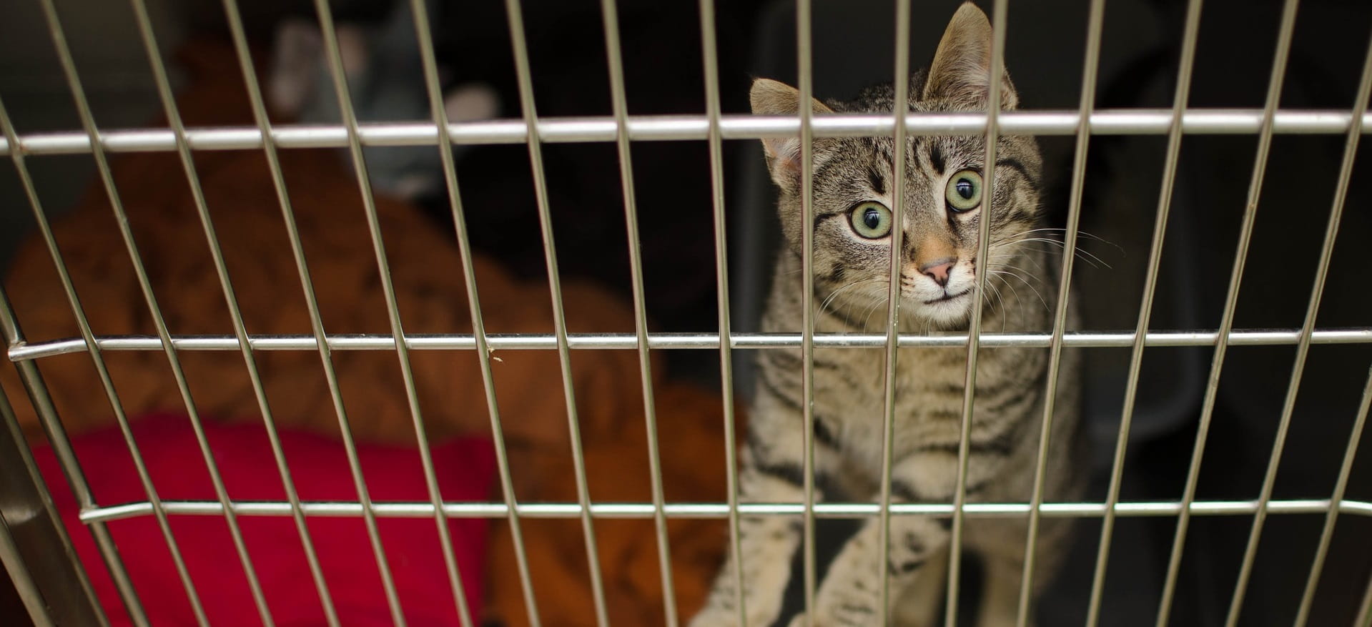 Eine Katze im Käfig