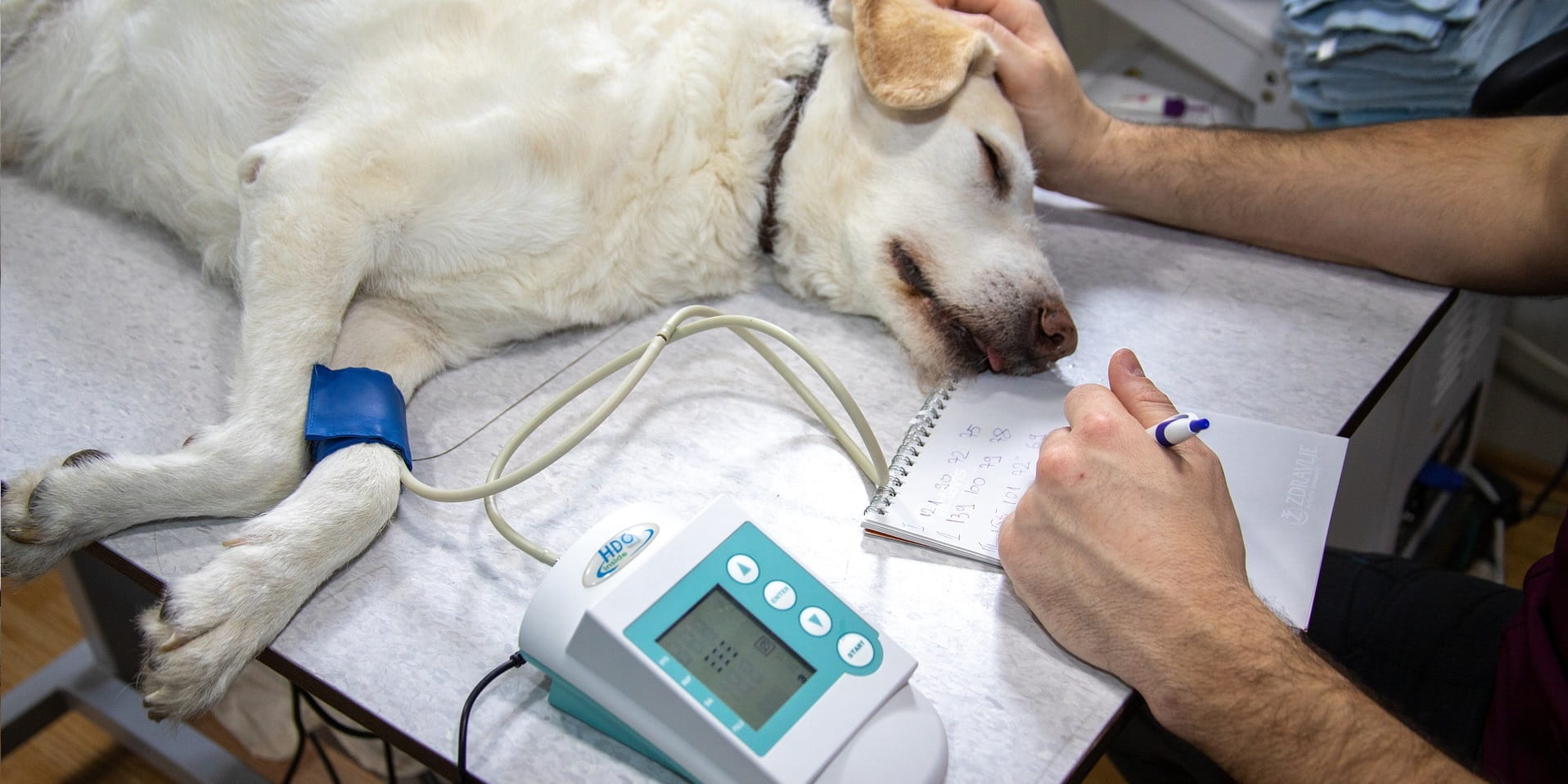 Blutdruck messen beim Hund